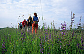 Gruppe von vier Wanderern unterwegs in den Blumenwiesen am Piavedamm, Venezien, Italien