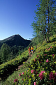 Two hikers on a footpath between alpine roses, rhododendron, Schladminger Tauern, Styria, Austria