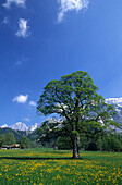 Frischer grüner Ahorn mit Löwenzahnwiese und Dachstein im Hintergrund, Ramsau, Dachsteingruppe, Steiermark, Österreich