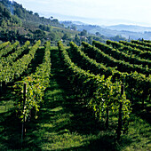 View over vineyard, San Gimignano, Tuscany, Italy