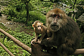 Zwei Affen auf einem Pilgerweg, Emei Shan, Provinz Sichuan, China, Asien