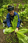 A nun working in the kitchen garden, Nunnery Huanting, Heng Shan South, Hunan province, China, Asia