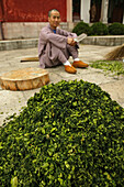 monk cuts herbs and vegetables for monastery kitchen, Fuyan monastery, Heng Shan south, Hunan province, Hengshan, Mount Heng, China, Asia