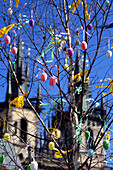 Easter egg decorations hung on a tree, Old Town Square, Staromestske Namesti, Prague, Czech Republic