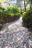 Cherry blossom leaves on a path, Happo-en Garden, Tokyo, Japan