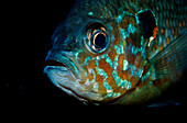 Pumpkinseed Sunfish, Pumpkinseed sunfish, Punkies, Yellow sunfish , Lepomis gibbosus, North america, america, USA, Florida