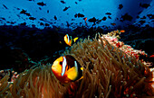 Clarks Anemonenfisch, Amphiprion clarkii, Malediven, Indischer Ozean, Ari Atoll