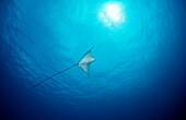 Adlerrochen im Gegenlicht, Aetobatus narinari, Malediven, Indischer Ozean, Ari Atoll