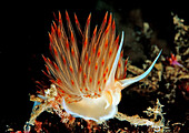orange sea slug, Godiva banyulensis, Croatia, Istria, Mediterranean Sea
