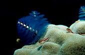 Christmas-tree-worm, Spirobranchus giganteus, Maldives Islands, Indian Ocean