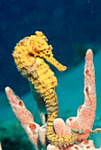 Longsnout Seahorse, Hippocampus reidi, British Virgin Islands, BVI, Caribbean Sea, Leeward Islands
