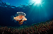 Lionfish, turkeyfish over sea grass, Pterois volitans, Indonesia, Wakatobi Dive Resort, Sulawesi, Indian Ocean, Bandasea