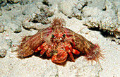 Parasit anemone hermit crab, Dardanus pedunculatus, Calliactis parasitica, Indonesia, Wakatobi Dive Resort, Sulawesi, Indian Ocean, Bandasea