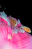 Pink anemonefish, Amphiprion perideraion, Indonesia, Raja Ampat, Irian Jaya, West Papua, Indian Ocean