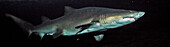 sand tiger shark, Odontaspis taurus, South Africa, Port Elizabeth, Ibhayi, Madiba Bay, Indian Ocean