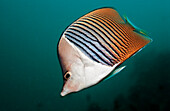 Weisskopf-Falterfisch, Chaetodon mesoleucos , Djibouti, Dschibuti, Afrika, Afar Dreieck, Golf von Aden, Golf von Tadjourah