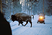 Bison überquert Straße vor Schneemobil, Yellowstone Nationalpark, Wyoming, USA, Amerika