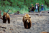 Brown bears and tourists at Katmai National Park, Alaska, USA, America