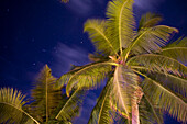 Illuminated Palm Trees at Night, The Northolme Hotel & Spa, Glacis, Mahe Island, Seychelles