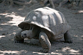 Giant Tortoise at Union Plantation,La Digue Island, Seychelles