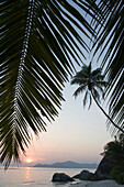 Kokospalme bei Sonnenuntergang am Source D´Argent, La Digue Island, Seychellen