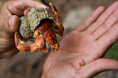 Holding Hermit Crab,Denis Island, Seychelles