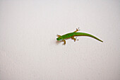 Green Gecko on Wall,Taj Denis Island Resort, Denis Island, Seychelles