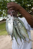 Mann zeigt seinen Fang, Côte D´Or, Praslin Island, Seychellen