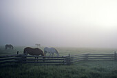 Pferde im Nebel, Stanley, Idaho, USA