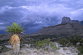 Yucca Palm & Thunderstorm Clouds, Guadelupe Mountains National Park, Texas, USA