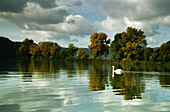 Schwan schwimmt auf dem Rhein, bei Osterspai, Rheinland-Pfalz, Deutschland