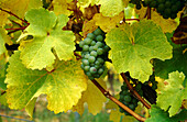 Vine near Rudesheim, Rheingau, Hesse, Germany