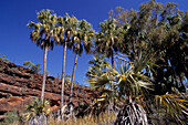 Palm Valley National Park, in der Nähe von Hermannsburg, Northern Territory, Australien