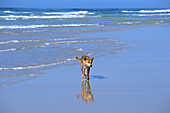 Ein Australischer Wildhund, Dingo am Strand, Fraser Island, Queensland, Australien