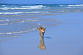 Wild Dingo on Beach, Fraser Island, Queensland, Australia