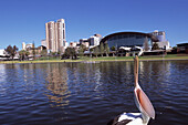 Ein Pelikan am Torrens Fluss, Adelaide, Südaustralien, Australien