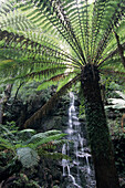 Eine Baumfarne und Wasserfall im Hintergrund, Teepookana Forest Reserve, in der Nähe von Strahan, Tasmanien, Australien