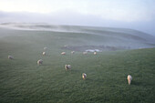 Schafe in der Morgendämmerung, Kaikoura, Südinsel, Neuseeland