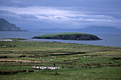 Sheep on Achill Island, Near Dooagh, Achill Island, County Mayo, Ireland