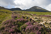 Pilgrimage to Croagh Patrick, Croagh Patrick Mountain, Murrisk, County Mayo, Ireland