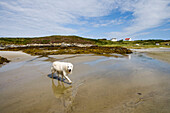 Irish Setter on Rosbeg Beach, Dawros Head Peninsula, Rosbeg, County Donegal, Ireland