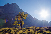 Großer Ahornboden, Bergahorn, Acer pseudoplatanus, Herbstfärbung in der Eng, Österreich
