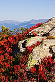 Herbstfärbung in den Bergen, Heidelbeeren, Vaccinium myrtillus, Alpen, Österreich