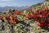 autumncolors in the Alps, Blueberry, Vaccinium myrtillus, Austria