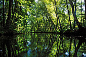 Fluß im Auwald, Fließ, Oberspreewald, Biosphärenreservat Spreewald, Brandenburg, Deutschland