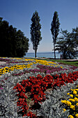 Blumenteppich auf Insel Mainau, Bodensee, Baden-Württemberg, Deutschland