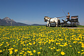 Horse Carriage in Gois, Wals-Siezenheim, Salzburg, Austria