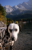Dalmatian in the water at Lake Eibsee with Zugspitze in the background, Bavaria, Germany