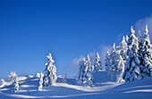 Verschneiter Winterwald, Dachsteingruppe, Oberösterreich, Österreich