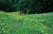 Hiker walking through a sea of flowers, Hochfelln, Chiemgau, Upper Bavaria, Bavaria, Germany